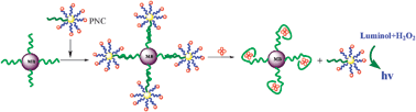 Graphical abstract: Enhanced chemiluminescence detection of thrombin based on cerium oxide nanoparticles