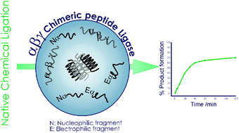 Graphical abstract: A helix-forming αβγ-chimeric peptide with catalytic activity: a hybrid peptide ligase