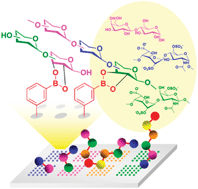 Graphical abstract: Fabrication of carbohydrate microarrays through boronate formation
