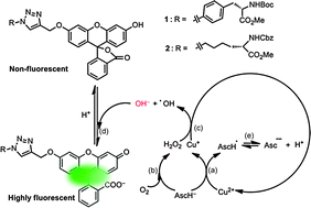 Graphical abstract: Highly sensitive naked-eye and fluorescence “turn-on” detection of Cu2+ using Fenton reaction assisted signal amplification