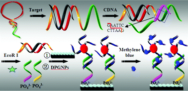 Graphical abstract: Robust electrochemical system for screening single nucleotide polymorphisms