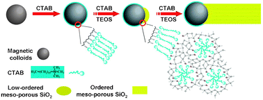 Graphical abstract: Magnetic-mesoporous Janus nanoparticles