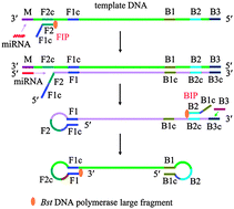 Graphical abstract: One-step ultrasensitive detection of microRNAs with loop-mediated isothermal amplification (LAMP)