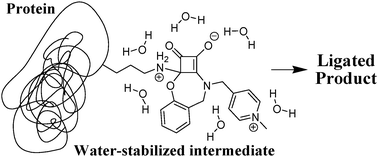 Graphical abstract: Water-driven ligations using cyclic amino squarates: a class of useful SN1-like reactions
