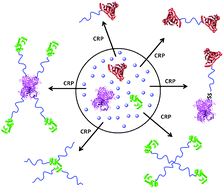 Graphical abstract: Emerging synthetic approaches for protein–polymer conjugations