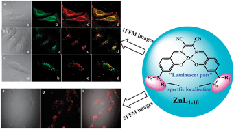 Graphical abstract: Luminescent zinc salen complexes as single and two-photon fluorescence subcellular imaging probes