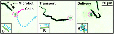 Graphical abstract: Controlled manipulation of multiple cells using catalytic microbots