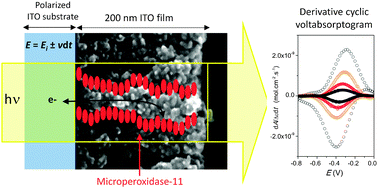 Graphical abstract: Time-resolved UV-visible spectroelectrochemistry using transparent 3D-mesoporous nanocrystalline ITO electrodes