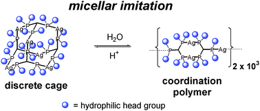 Graphical abstract: Imitating micelles as a way to control coordination self-assembly: cage-polymer switching directed rationally by solvent polarity or pH