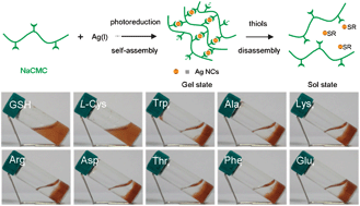 Graphical abstract: In situ encapsulating silver nanocrystals into hydrogels. A “green” signaling platform for thiol-containing amino acids or small peptides