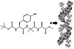 Graphical abstract: A new peptide motif in the formation of supramolecular double helices