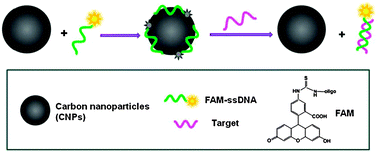 Graphical abstract: Nucleic acid detection using carbon nanoparticles as a fluorescent sensing platform