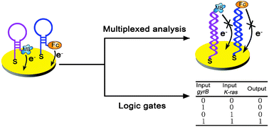 Graphical abstract: A reagentless and disposable electronic genosensor: from multiplexed analysis to molecular logic gates