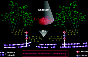 Graphical abstract: Multifunctional divalent vancomycin: the fluorescent imaging and photodynamic antimicrobial properties for drug resistant bacteria