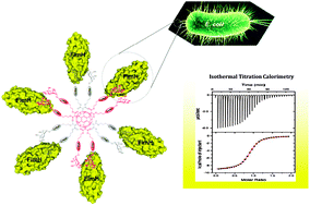 Graphical abstract: The functional valency of dodecamannosylated fullerenes with Escherichia coli FimH—towards novel bacterial antiadhesives