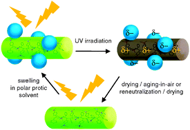 Graphical abstract: Solvent-assisted, accelerated photobleaching and fluorescence recovery of conjugated polymer film