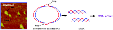 Graphical abstract: Synthesis and characterization of small circular double-stranded RNAs