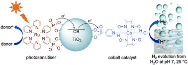 Graphical abstract: Photocatalytic H2 evolution from neutral water with a molecular cobalt catalyst on a dye-sensitised TiO2 nanoparticle