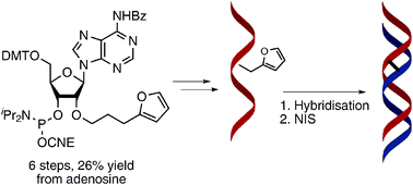 Graphical abstract: Synthesis and incorporation of a furan-modified adenosine building block for DNA interstrand crosslinking