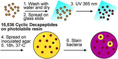 Graphical abstract: Bead diffusion assay for discovering antimicrobial cyclic peptides