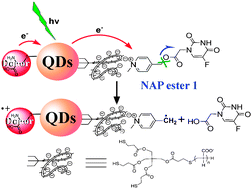 Graphical abstract: Semiconductor quantum dots photosensitizing release of anticancer drug