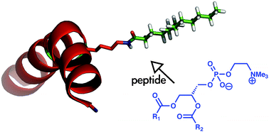 Graphical abstract: Acyl transfer from phosphocholine lipids to melittin