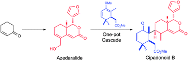 Graphical abstract: A concise total synthesis of (±)-cipadonoid B from synthetic azedaralide