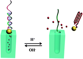 Graphical abstract: A pH-driven DNA nanoswitch for responsive controlled release