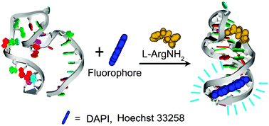 Graphical abstract: Label-free aptamer-based sensors for l-argininamide by using nucleic acid minor groove binding dyes