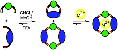 Graphical abstract: A remarkably flexible and selective receptor for Ba2+ amplified from a hydrazone dynamic combinatorial library