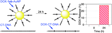 Graphical abstract: DNA-capped nanoparticles designed for doxorubicin drug delivery