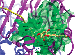 Graphical abstract: A natural product-like inhibitor of NEDD8-activating enzyme