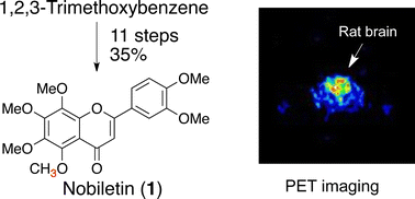 Graphical abstract: PET imaging of nobiletin based on a practical total synthesis