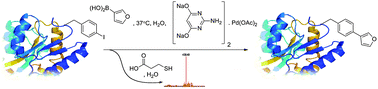 Graphical abstract: Palladium-mediated site-selective Suzuki–Miyaura protein modification at genetically encoded aryl halides