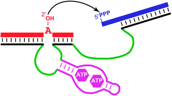 Graphical abstract: Modulation of an RNA-branching deoxyribozyme by a small molecule
