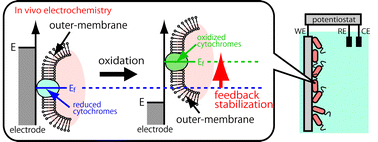 Graphical abstract: Feedback stabilization involving redox states of c-type cytochromes in living bacteria