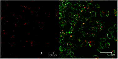 Graphical abstract: Engineering arginine cross-linked mercaptoundecanoic acid CdSe/CdS/ZnS quantum dots for two-photon imaging of live cancer cells