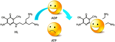 Graphical abstract: Molecular recognition of ADP over ATP in aqueous solution by a polyammonium receptor containing a pyrimidine residue