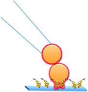 Graphical abstract: Protein–ligand binding investigated by a single nanoparticle TERS approach