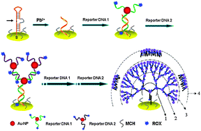 Graphical abstract: A nanoscale DNA–Au dendrimer as a signal amplifier for the universal design of functional DNA-based SERS biosensors