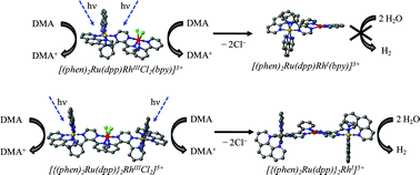 Graphical abstract: A new structural motif for photoinitiated electron collection: Ru,Rh bimetallics providing insight into H2 production via photocatalysis of water reduction by Ru,Rh,Ru supramolecules