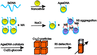 Graphical abstract: Resonance scattering detection of trace melamine using aptamer-modified nanosilver probe as catalyst without separation of its aggregations