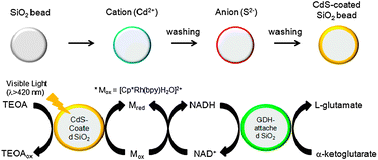 Graphical abstract: Photoenzymatic synthesis through sustainable NADH regeneration by SiO2-supported quantum dots