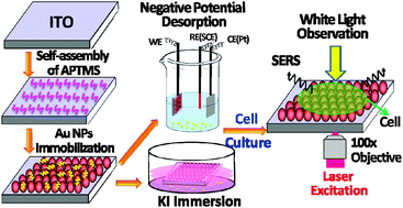 Graphical abstract: Clean and modified substrates for direct detection of living cells by surface-enhanced Raman spectroscopy
