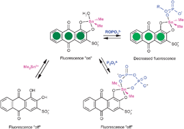 Graphical abstract: Selective fluorometric detection of pyrophosphate by interaction with alizarin red S–dimethyltin(iv) complex