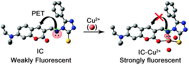 Graphical abstract: Rationally designed fluorescence ‘turn-on’ sensor for Cu2+