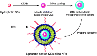 Graphical abstract: PEGylated liposome coated QDs/mesoporous silica core-shell nanoparticles for molecular imaging