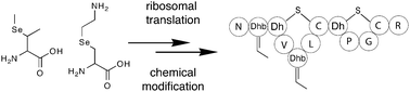 Graphical abstract: Artificial lantipeptides from in vitro translations