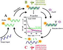 Graphical abstract: Ultrasensitive fluorescence polarization DNA detection by target assisted exonuclease III-catalyzed signal amplification