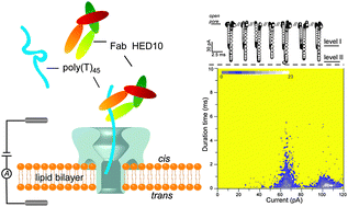 Graphical abstract: Enhanced translocation of poly(dt)45 through an α-hemolysin nanopore by binding with antibody